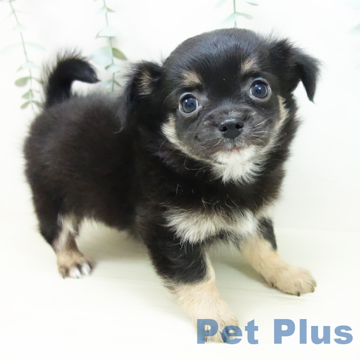 富山県のチワワ(ロング) (ペットプラス 高岡店/2025年10月27日生まれ/男の子/ブラックタン)の子犬の2枚目の画像