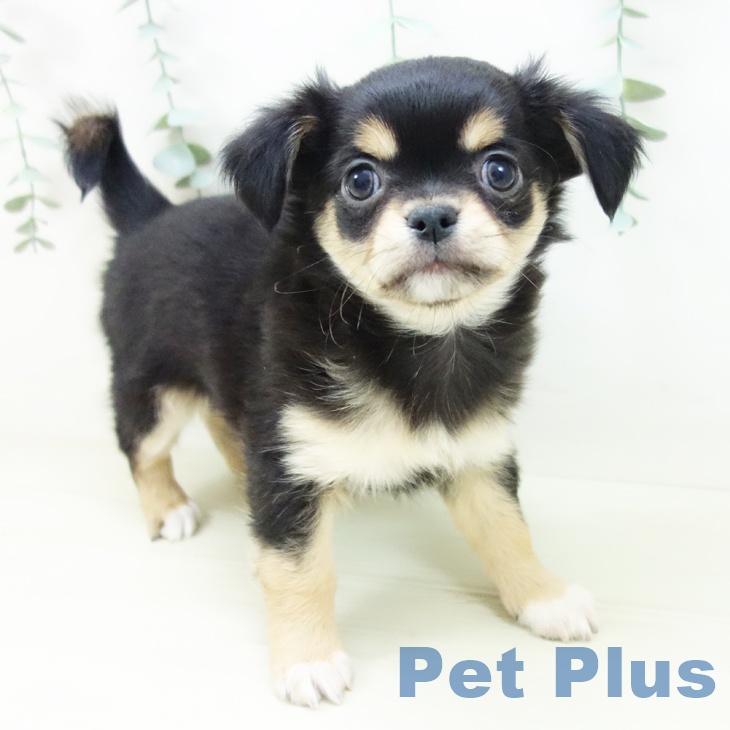 愛知県のチワワ(ロング) (ペットプラス 三好店/2025年10月27日生まれ/男の子/ブラックタンホワイト)の子犬の1枚目の画像