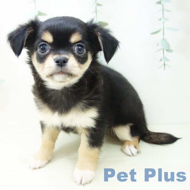 愛知県のチワワ(ロング) (ペットプラス 三好店/2025年10月27日生まれ/男の子/ブラックタンホワイト)の子犬の2枚目の画像