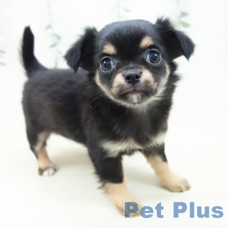 石川県のチワワ(ロング) (ペットプラス 白山店/2025年10月27日生まれ/女の子/ブラックタン)の子犬の1枚目の画像