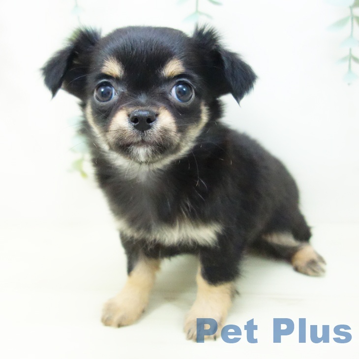 石川県のチワワ(ロング) (ペットプラス 白山店/2025年10月27日生まれ/女の子/ブラックタン)の子犬の2枚目の画像