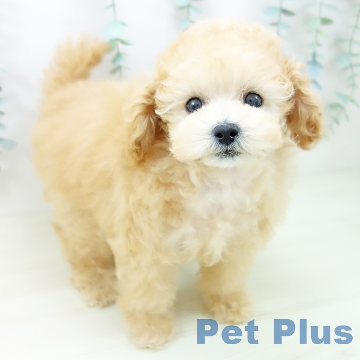 三重県のトイプードル(トイ) (ペットプラス 津南店/2025年10月17日生まれ/女の子/アプリコット)の子犬の1枚目の画像