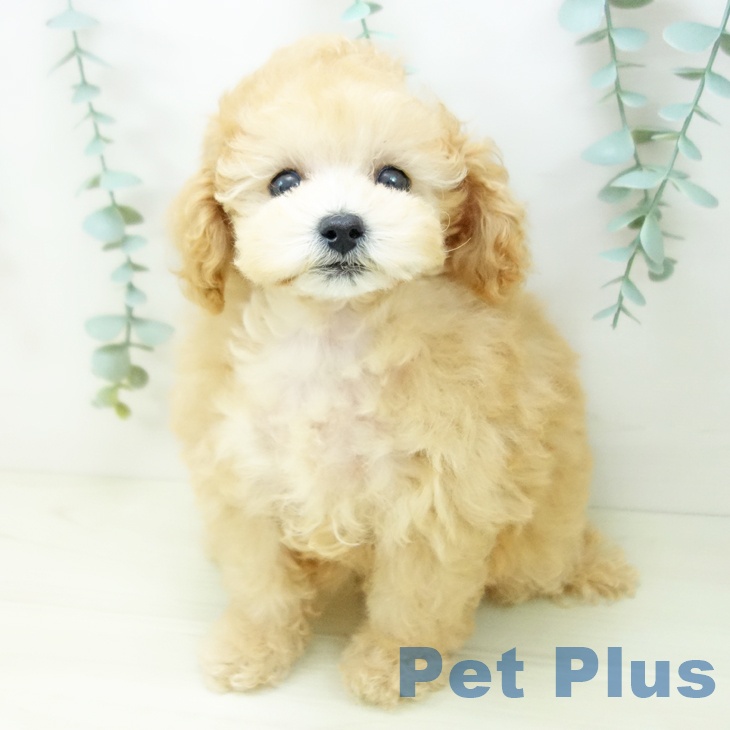 三重県のトイプードル(トイ) (ペットプラス 津南店/2025年10月17日生まれ/女の子/アプリコット)の子犬の2枚目の画像
