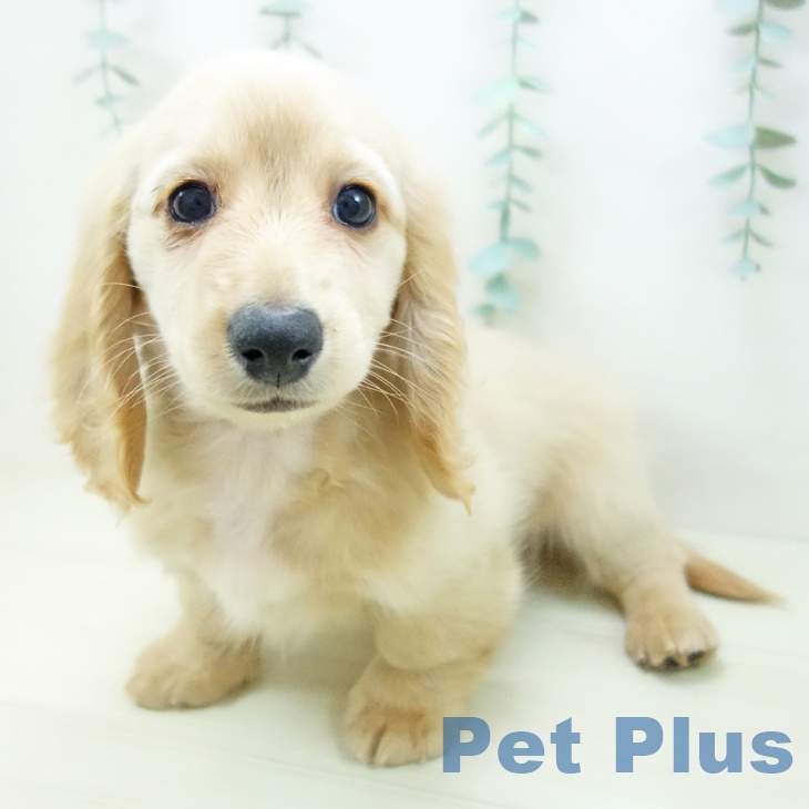 ミニチュア・ダックスフンド