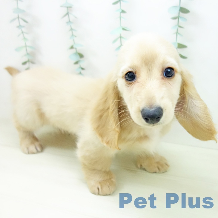 ミニチュア・ダックスフンドの写真2