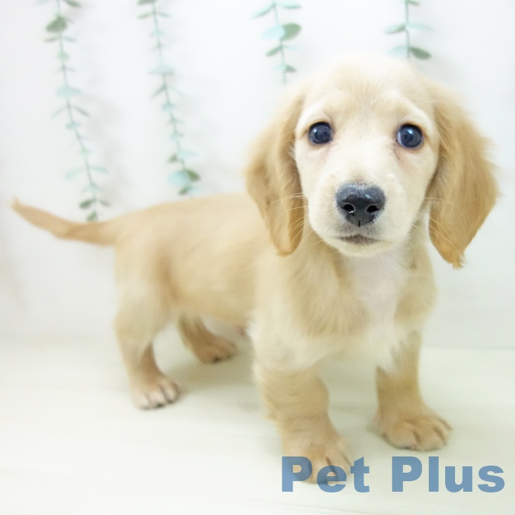 ミニチュア・ダックスフンド