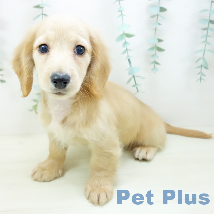 ミニチュア・ダックスフンドの写真2