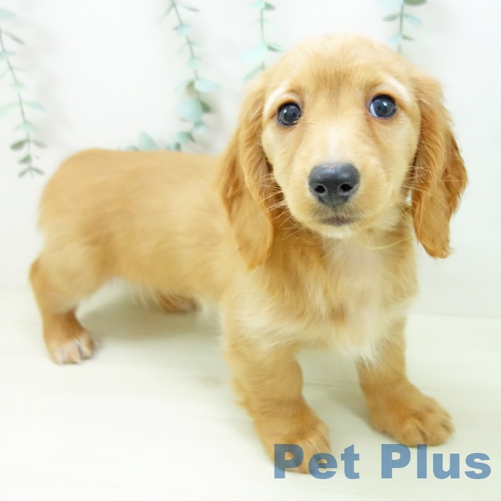 ミニチュア・ダックスフンド