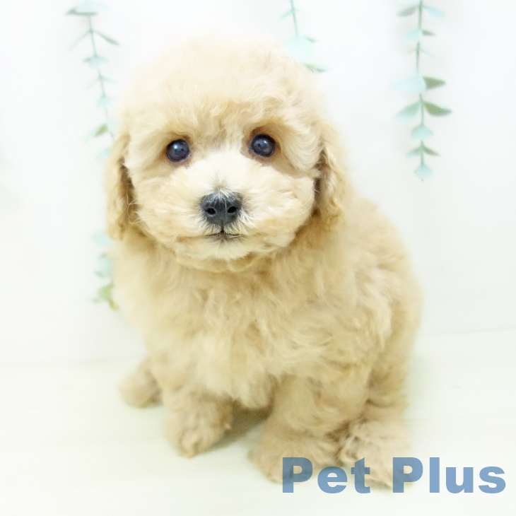 トイ・プードル