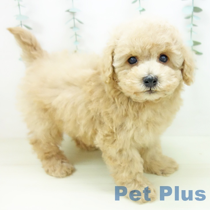 トイ・プードルの写真2