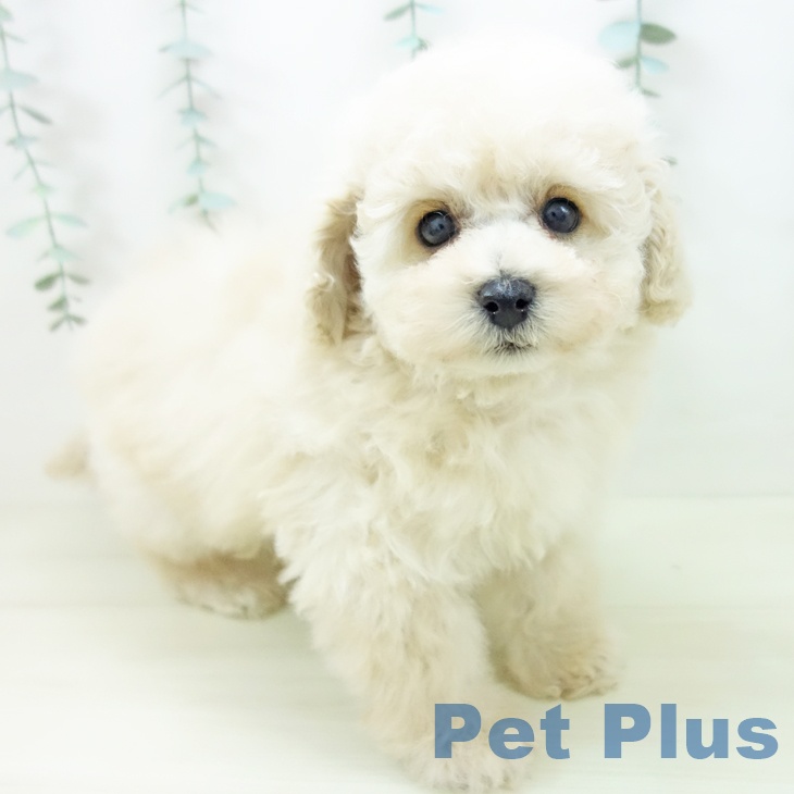 岐阜県のトイプードル(トイ) (ペットプラス 各務原店/2025年10月26日生まれ/女の子/クリーム)の子犬の1枚目の画像