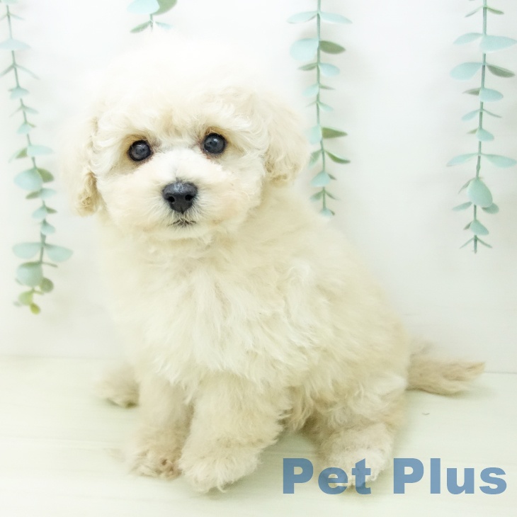 岐阜県のトイプードル(トイ) (ペットプラス 各務原店/2025年10月26日生まれ/女の子/クリーム)の子犬の2枚目の画像