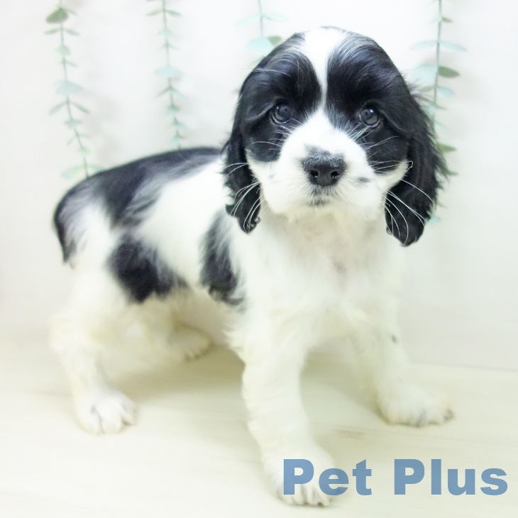 岐阜県のアメリカンコッカースパニエル (ペットプラス 各務原店/2025年10月26日生まれ/女の子/ブラックホワイト)の子犬の1枚目の画像