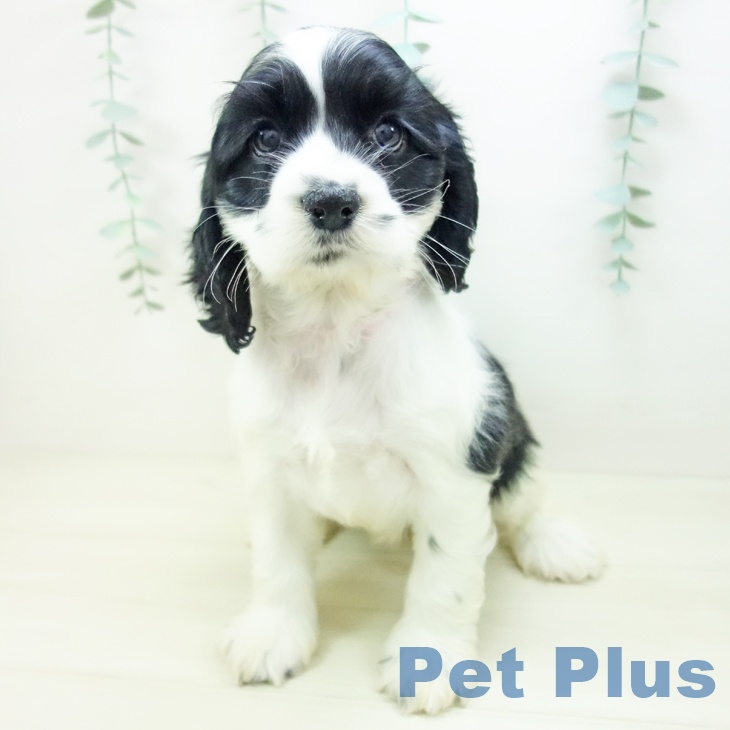 岐阜県のアメリカンコッカースパニエル (ペットプラス 各務原店/2025年10月26日生まれ/女の子/ブラックホワイト)の子犬の2枚目の画像