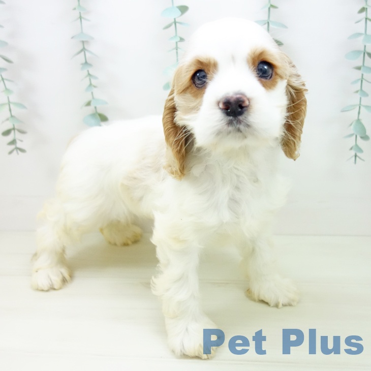 愛知県のアメリカンコッカースパニエル (ペットプラス 岡崎店/2025年10月26日生まれ/女の子/バフホワイト)の子犬の1枚目の画像