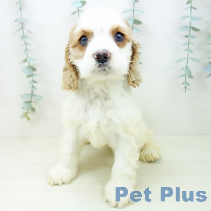 愛知県のアメリカンコッカースパニエル (ペットプラス 岡崎店/2025年10月26日生まれ/女の子/バフホワイト)の子犬の2枚目の画像