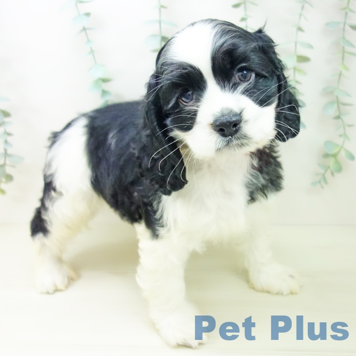 愛知県のアメリカンコッカースパニエル (ペットプラス ナゴヤドーム前店/2025年10月26日生まれ/女の子/ブラックホワイト)の子犬の1枚目の画像