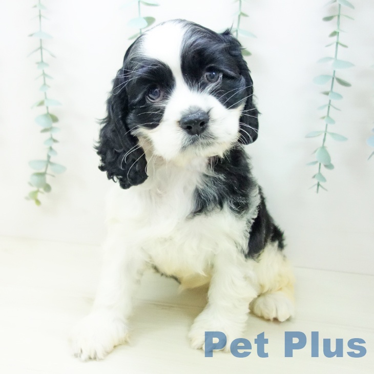 愛知県のアメリカンコッカースパニエル (ペットプラス ナゴヤドーム前店/2025年10月26日生まれ/女の子/ブラックホワイト)の子犬の2枚目の画像