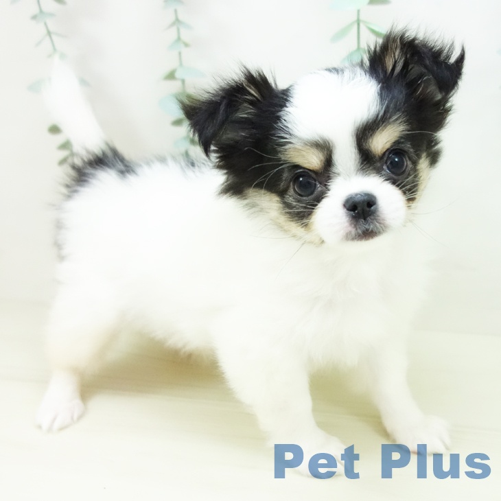 石川県のチワワ(ロング) (ペットプラス 白山店/2025年10月27日生まれ/女の子/ホワイトブラックタン)の子犬の1枚目の画像