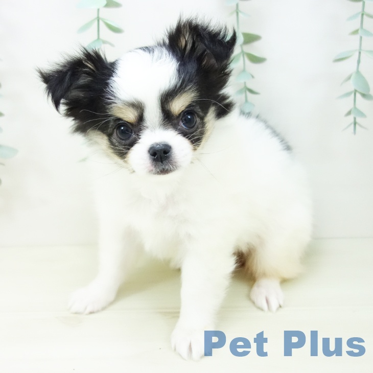 石川県のチワワ(ロング) (ペットプラス 白山店/2025年10月27日生まれ/女の子/ホワイトブラックタン)の子犬の2枚目の画像
