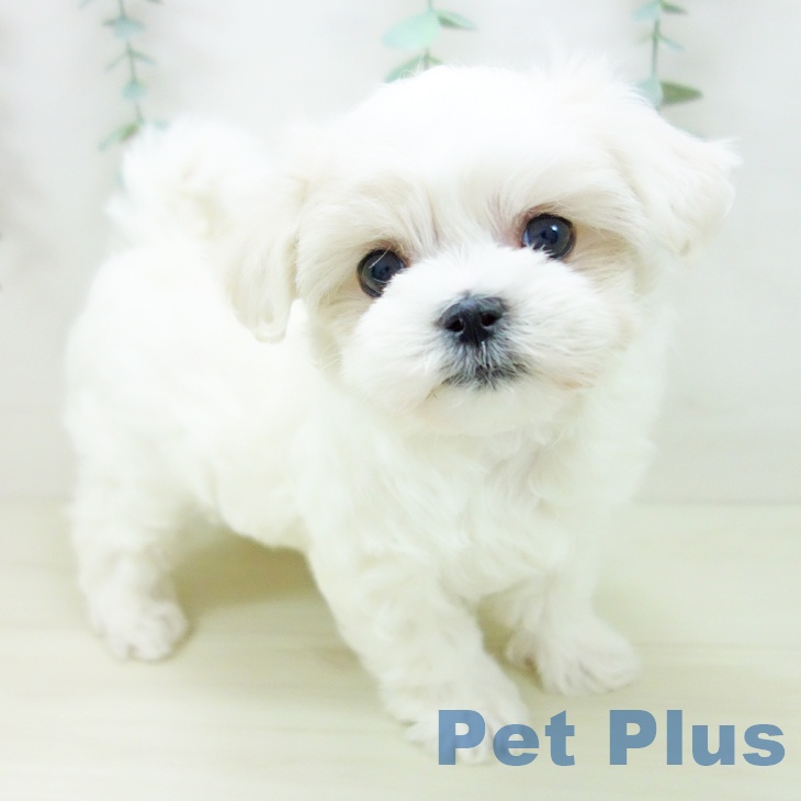 愛知県のマルチーズ (ペットプラス 熱田店/2025年10月24日生まれ/男の子/ホワイト)の子犬の1枚目の画像