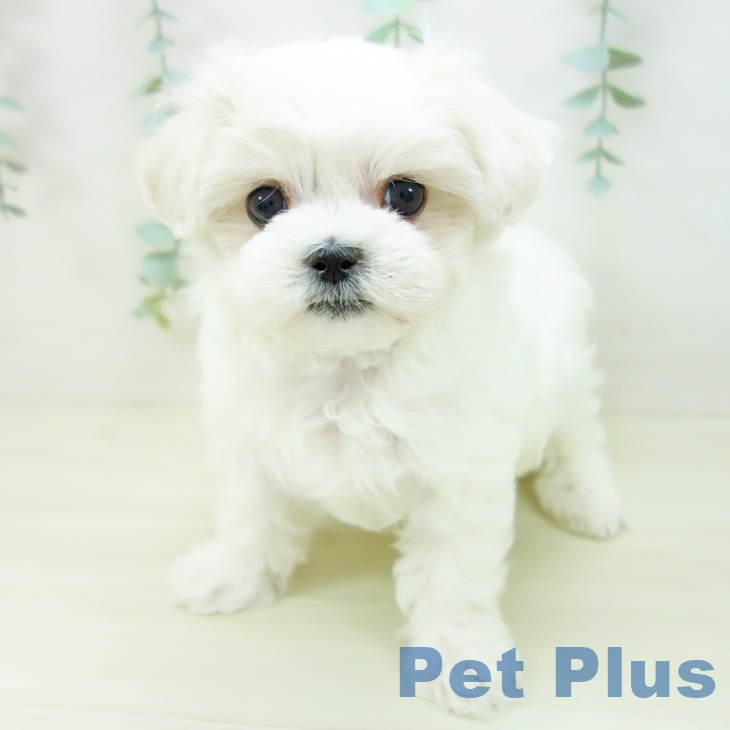 愛知県のマルチーズ (ペットプラス 熱田店/2025年10月24日生まれ/男の子/ホワイト)の子犬の2枚目の画像