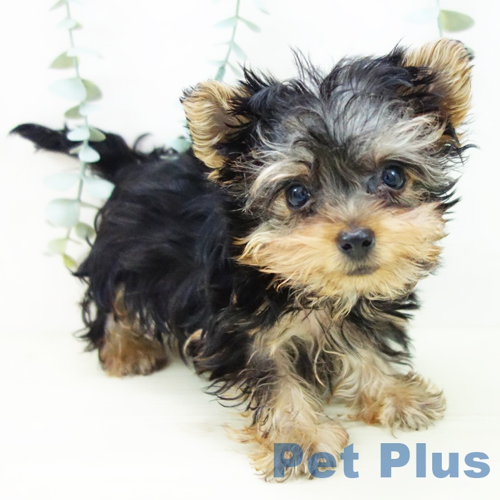 ヨークシャー・テリア