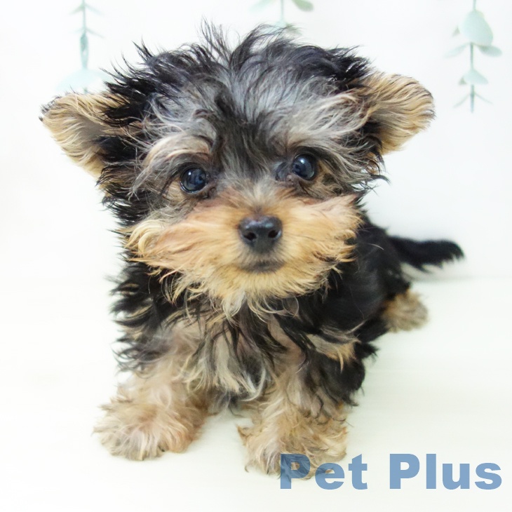 ヨークシャー・テリアの写真2