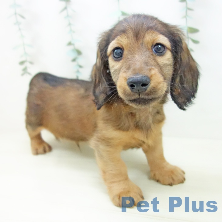 ミニチュア・ダックスフンド