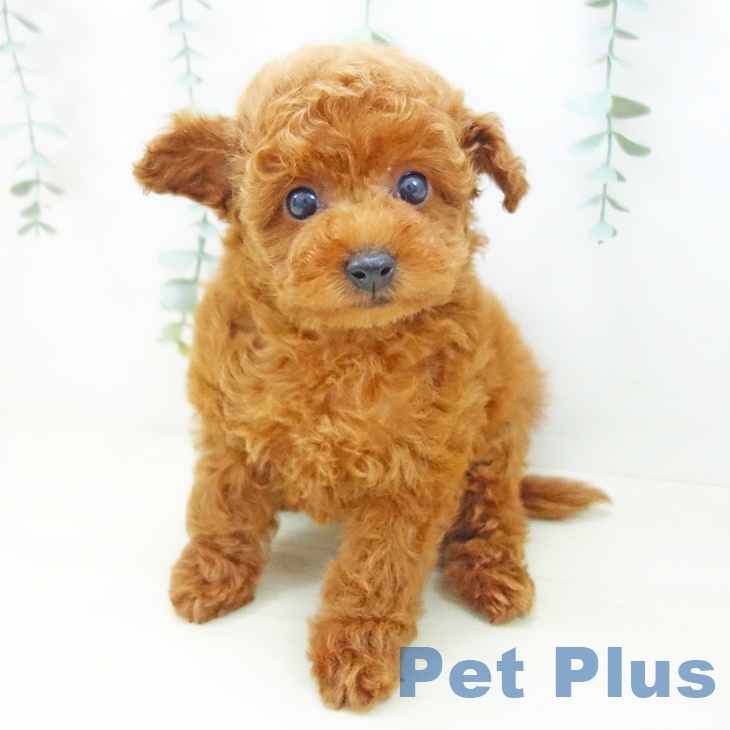 トイ・プードル