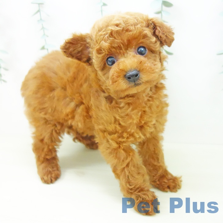 トイ・プードルの写真2