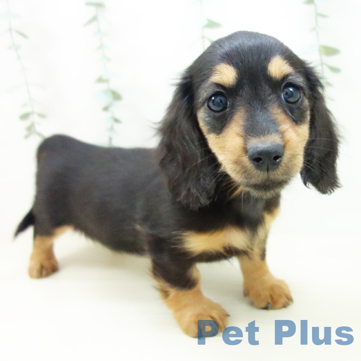 愛知県のミニチュアダックスフンド(ロング) (ペットプラス 熱田店/2025年10月26日生まれ/女の子/ブラックタン)の子犬の1枚目の画像