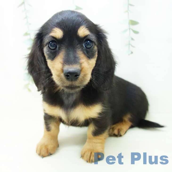 愛知県のミニチュアダックスフンド(ロング) (ペットプラス 熱田店/2025年10月26日生まれ/女の子/ブラックタン)の子犬の2枚目の画像