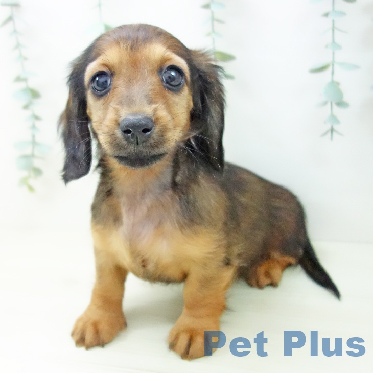 石川県のミニチュアダックスフンド(ロング) (ペットプラス かほく店/2025年10月26日生まれ/女の子/シェーデットレッド)の子犬の1枚目の画像