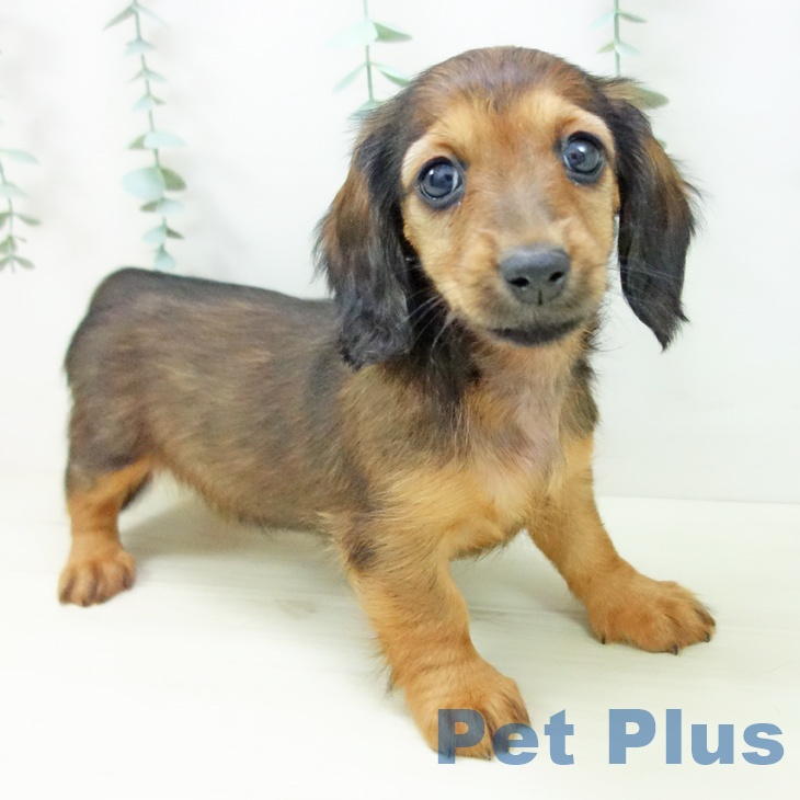石川県のミニチュアダックスフンド(ロング) (ペットプラス かほく店/2025年10月26日生まれ/女の子/シェーデットレッド)の子犬の2枚目の画像