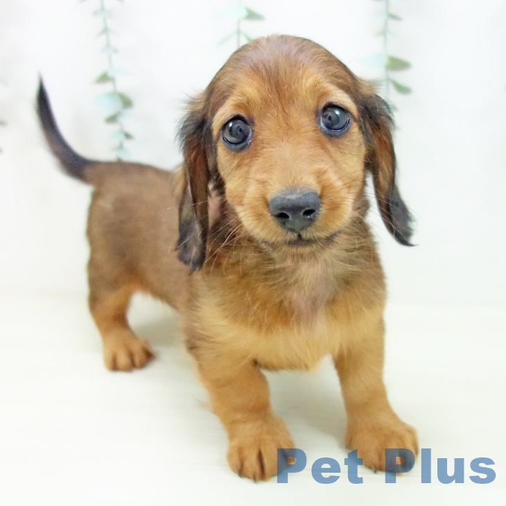 三重県のミニチュアダックスフンド(ロング) (ペットプラス 東員店/2025年10月26日生まれ/女の子/シェーデットレッド)の子犬の1枚目の画像