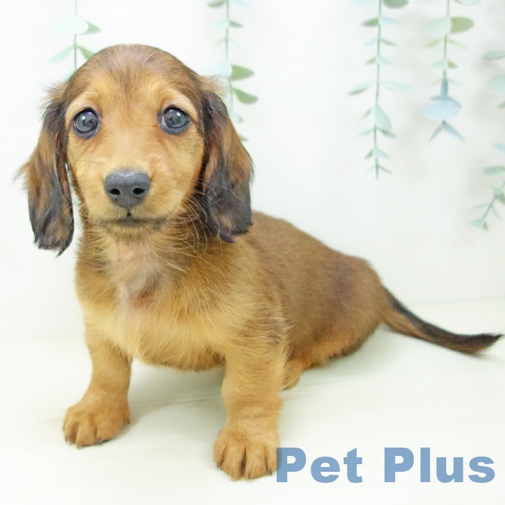 三重県のミニチュアダックスフンド(ロング) (ペットプラス 東員店/2025年10月26日生まれ/女の子/シェーデットレッド)の子犬の2枚目の画像