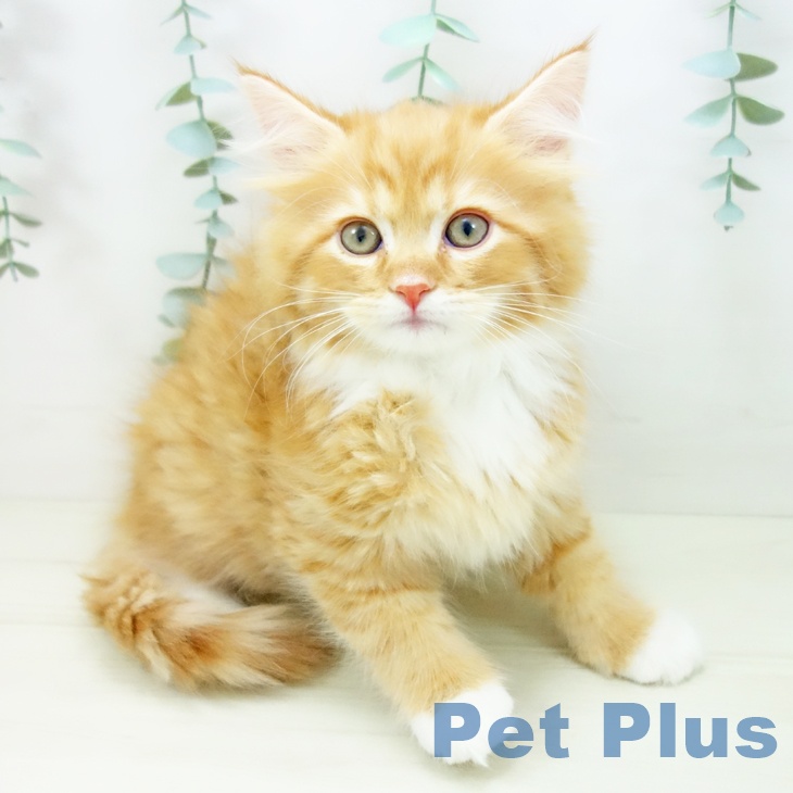 長崎県のサイベリアン (ペットプラス 長崎店/2025年10月24日生まれ/男の子/レッドタビーホワイト)の子猫の1枚目の画像
