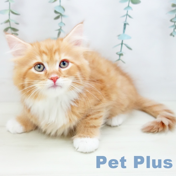 長崎県のサイベリアン (ペットプラス 長崎店/2025年10月24日生まれ/男の子/レッドタビーホワイト)の子猫の2枚目の画像