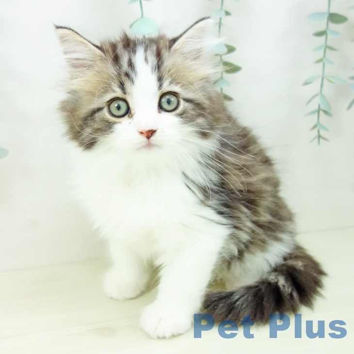 福岡県のサイベリアン (ペットプラス 福岡店/2025年10月24日生まれ/男の子/ブラウンタビーホワイト)の子猫の1枚目の画像