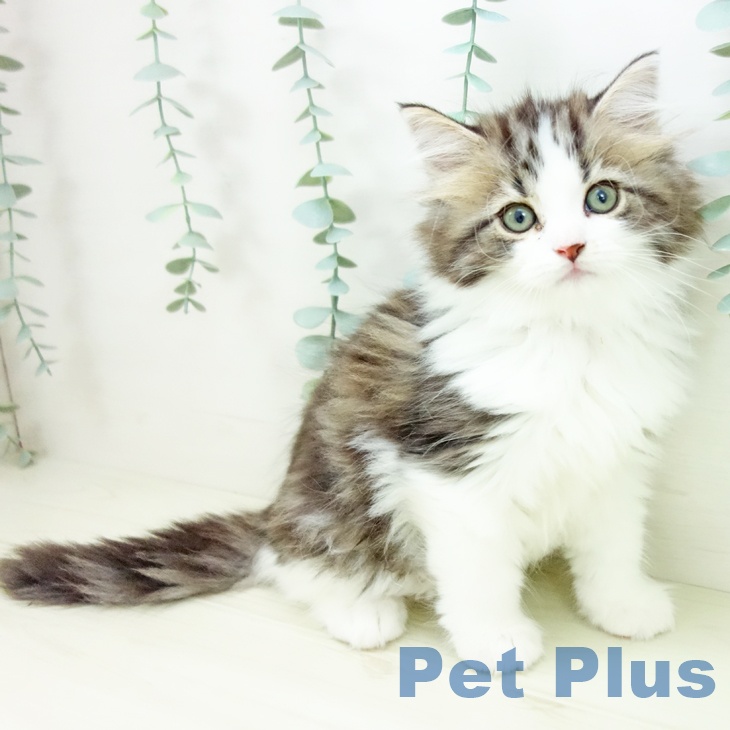 福岡県のサイベリアン (ペットプラス 福岡店/2025年10月24日生まれ/男の子/ブラウンタビーホワイト)の子猫の2枚目の画像