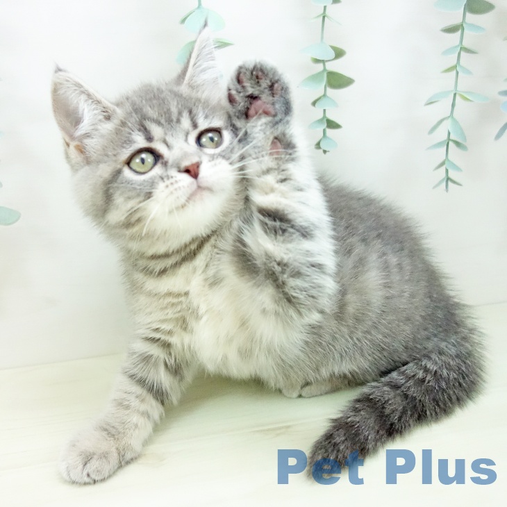 岐阜県のスコティッシュフォールド (ペットプラス 各務原店/2025年10月23日生まれ/女の子/ブルータビー)の子猫の1枚目の画像
