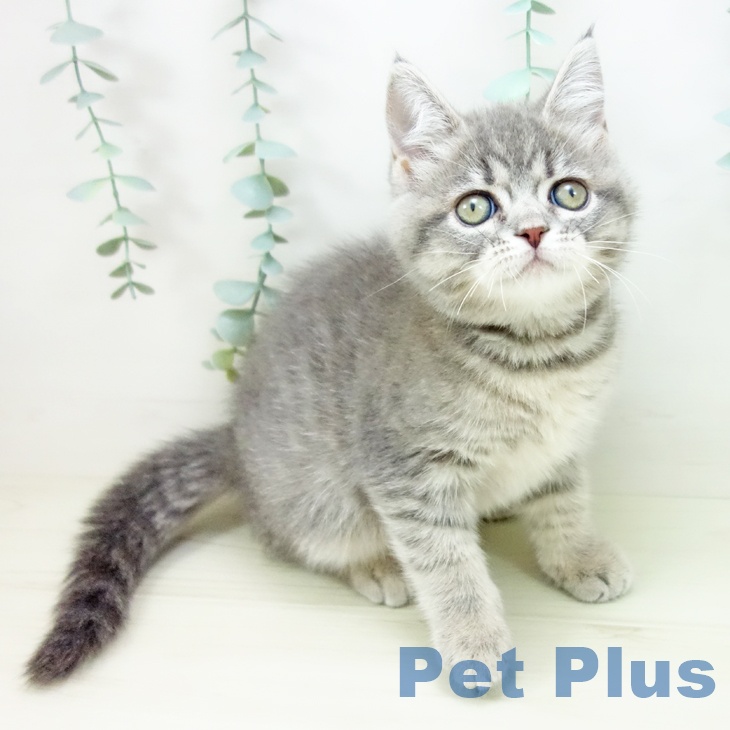 岐阜県のスコティッシュフォールド (ペットプラス 各務原店/2025年10月23日生まれ/女の子/ブルータビー)の子猫の2枚目の画像