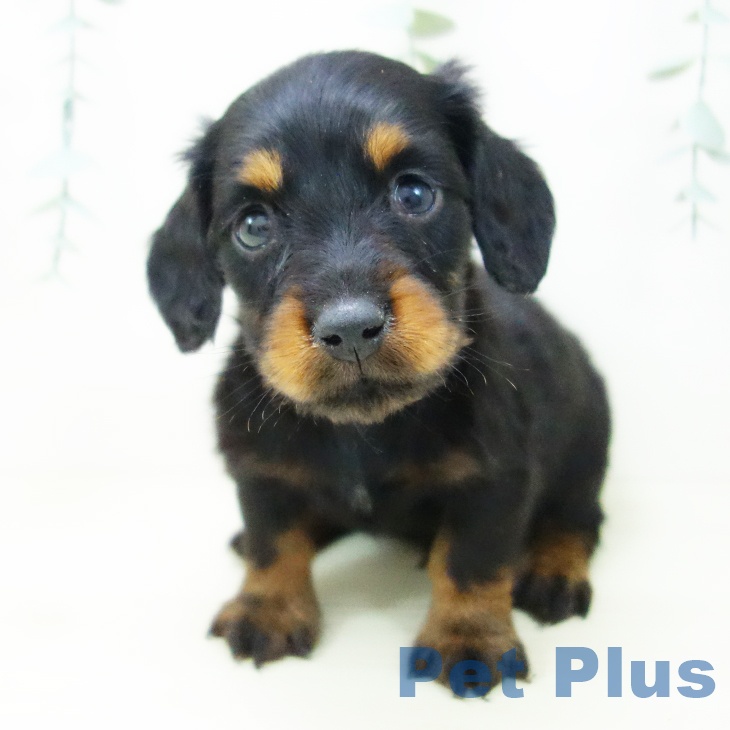 ミニチュア・ダックスフンド