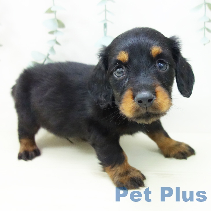 ミニチュア・ダックスフンドの写真2