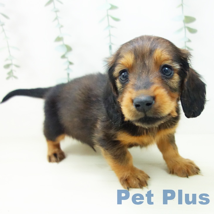 ミニチュア・ダックスフンド