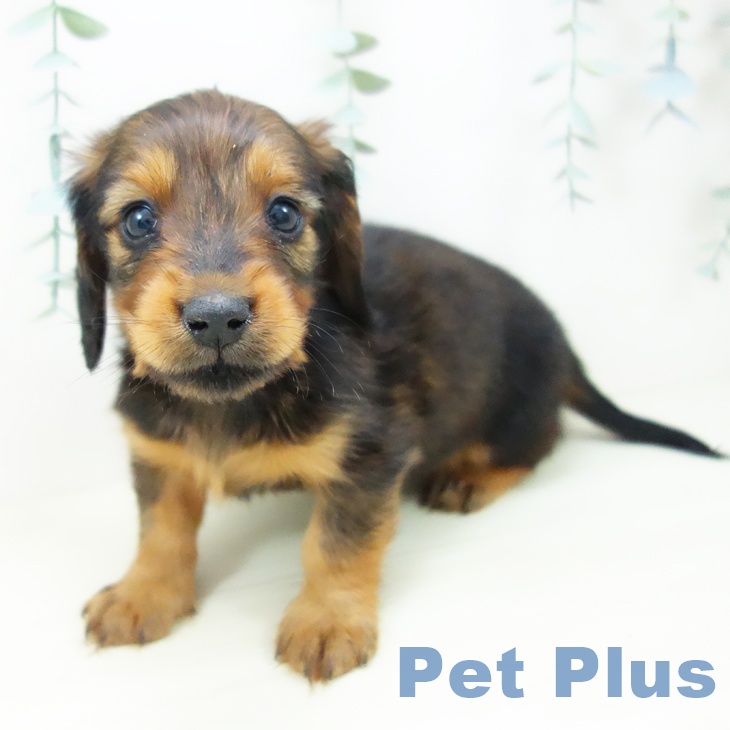 ミニチュア・ダックスフンドの写真2