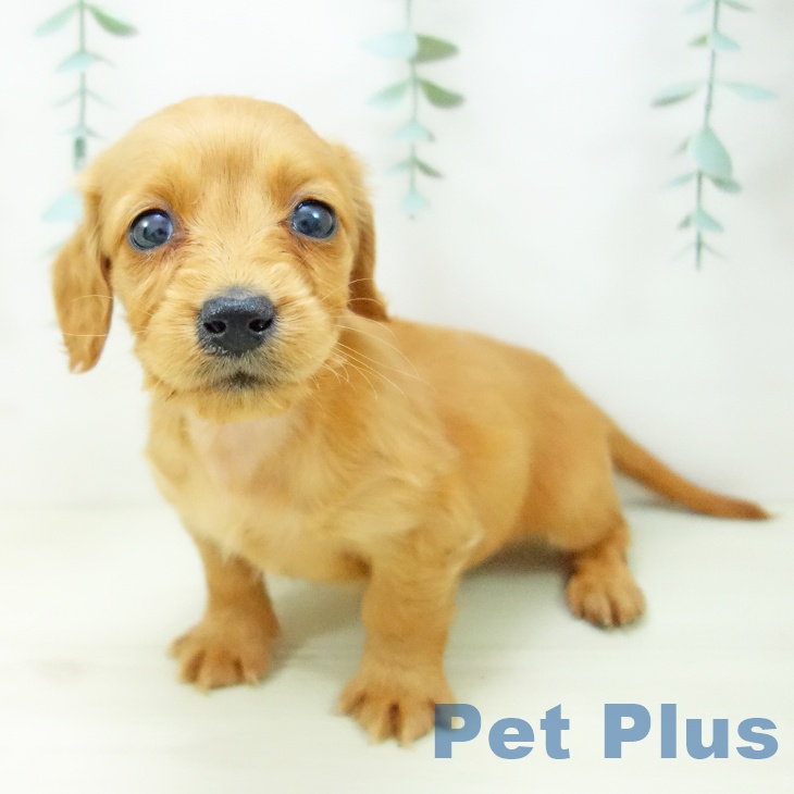 ミニチュア・ダックスフンド