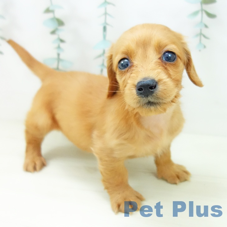 ミニチュア・ダックスフンドの写真2