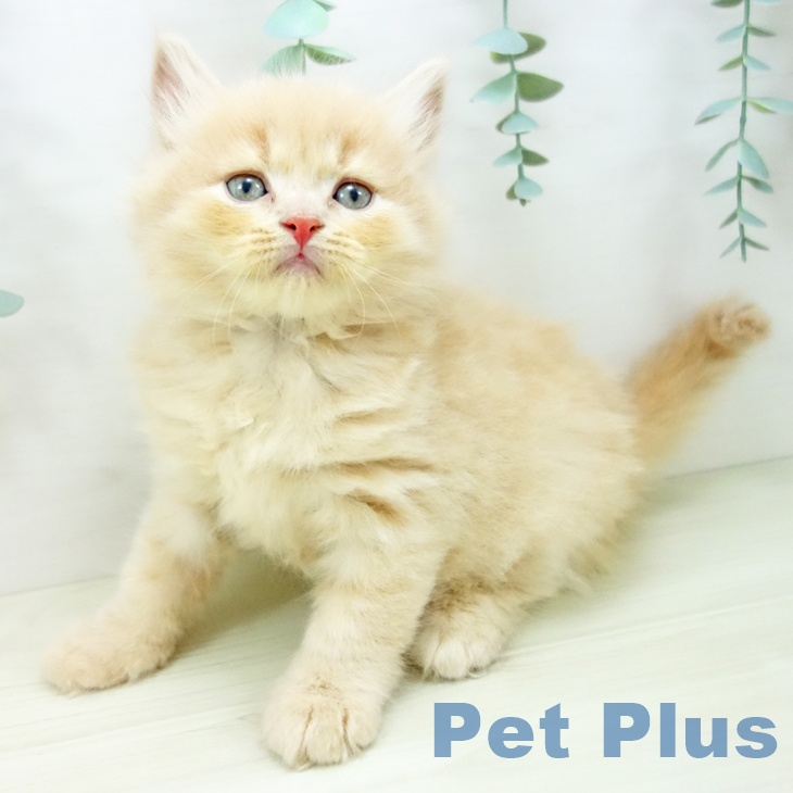 宮崎県のスコティッシュフォールド (ペットプラス 宮崎店/2025年10月27日生まれ/男の子/クリームタビー)の子猫の1枚目の画像